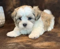 Peanut, a male Mal Shi for sale in Hawarden, IA – 7 of 10