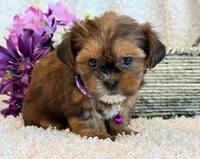 Nuka, a female Shorkie for sale in Hawarden, IA – 7 of 10