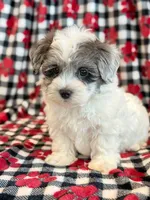 Newton, a male Maltipoo for sale in Hawarden, IA – 3 of 10