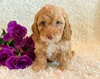 Ellie, a female Cockapoo for sale in Hawarden, IA – 9 of 10