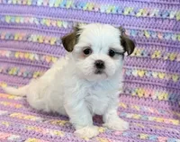 Pearl, a female Mal Shi for sale in Hawarden, IA – 10 of 10
