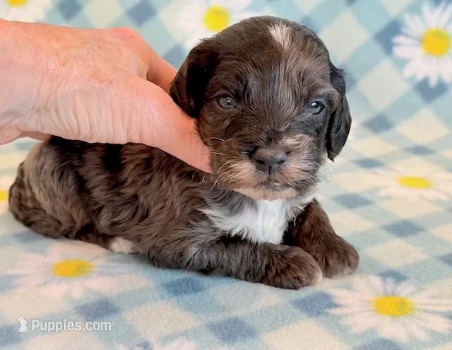 Elmo – Cockapoo puppy for sale in Hawarden, IA