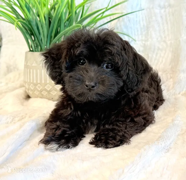 Dexter – Shihpoo puppy for sale in Hawarden, IA