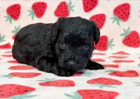 Josie, a female Yorkipoo for sale in Hawarden, IA – 7 of 7