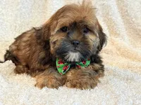 Oakley, a male Shorkie for sale in Hawarden, IA – 8 of 9