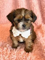 processed/0f5b73e2-4cdc-4620-9db4-62a8269dc5f7/listing/50a2e02e-86d8-408b-9a70-e10e81634fa5/529bccb0-7beb-4508-9355-4335dd9adb33