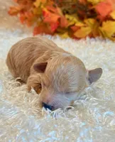 TinkerBell, a female Poodle - Toy  and Poodle - Miniature  for sale in Hawarden, IA – 5 of 8