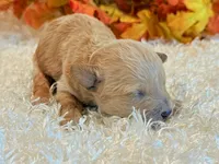 Tilly, a female Poodle - Toy  and Poodle - Miniature  for sale in Hawarden, IA – 2 of 5
