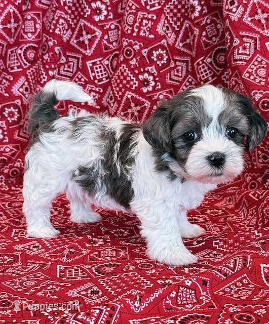 Domino – Shihpoo puppy for sale in Hawarden, IA