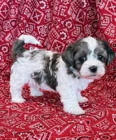 Domino, a male Shihpoo for sale in Hawarden, IA – 1 of 10