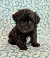 Dakotah, a male Shihpoo for sale in Hawarden, IA – 9 of 10