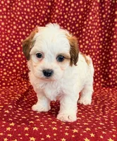 Diego, a male Shihpoo for sale in Hawarden, IA – 5 of 10