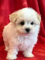 Nugget, a male Maltipoo for sale in Hawarden, IA – 3 of 10
