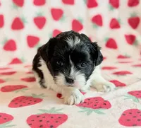 Stella, a female Shihpoo for sale in Hawarden, IA – Photo 4 of 10