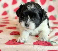 Stella, a female Shihpoo for sale in Hawarden, IA – Photo 2 of 10