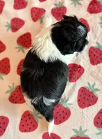 Stella, a female Shihpoo for sale in Hawarden, IA – Photo 7 of 10