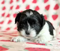 Stella, a female Shihpoo for sale in Hawarden, IA – Photo 3 of 10