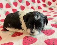 Stella, a female Shihpoo for sale in Hawarden, IA – Photo 8 of 10