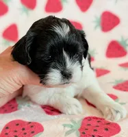 Stella, a female Shihpoo for sale in Hawarden, IA – Photo 5 of 10