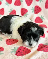 Stella, a female Shihpoo for sale in Hawarden, IA – Photo 10 of 10