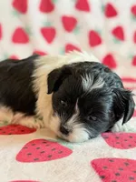 Stella, a female Shihpoo for sale in Hawarden, IA – Photo 9 of 10