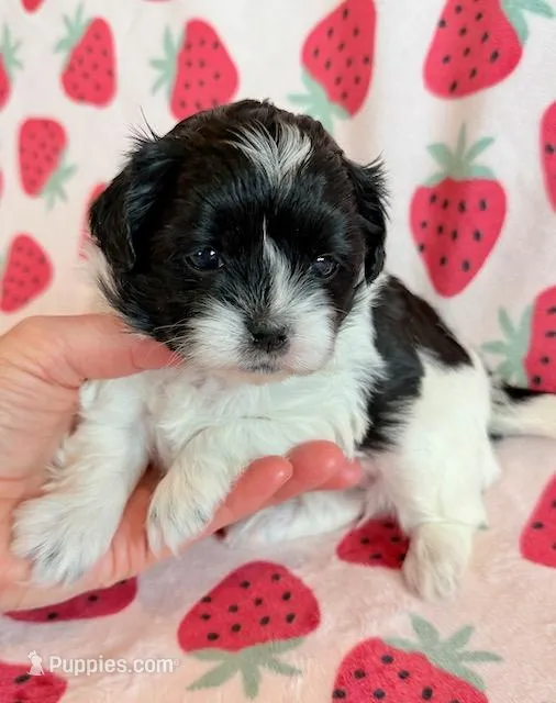 Stella – Shihpoo puppy for sale in Hawarden, IA