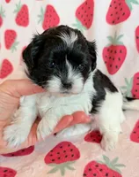 Stella, a female Shihpoo for sale in Hawarden, IA – Photo 1 of 10