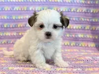 Pearl, a female Mal Shi for sale in Hawarden, IA – 7 of 10