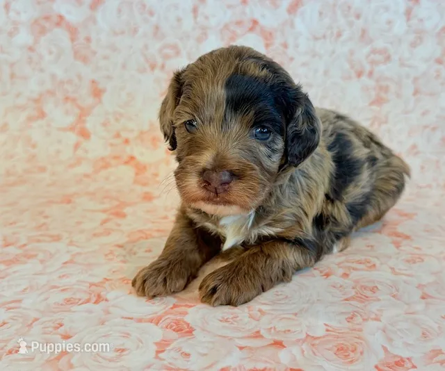 EmmyLou – Cockapoo puppy for sale in Hawarden, IA