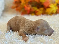 TinkerBell, a female Poodle - Toy  and Poodle - Miniature  for sale in Hawarden, IA – 7 of 8