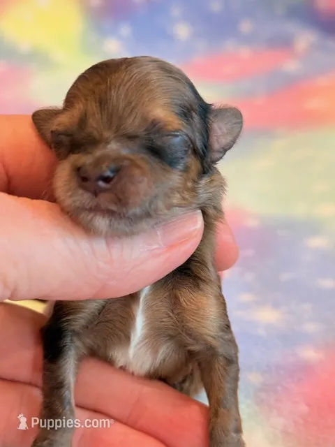 Nina – Maltipoo puppy for sale in Hawarden, IA