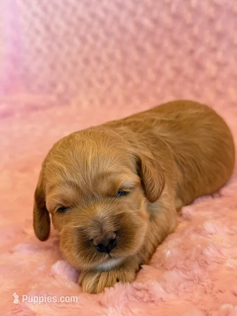 Latte – Cockapoo puppy for sale in Hawarden, IA