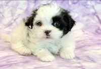 Hazel, a female Mal Shi for sale in Hawarden, IA – 2 of 9