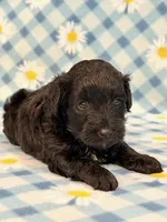 Jeb, a male Yorkipoo for sale in Hawarden, IA – 4 of 7