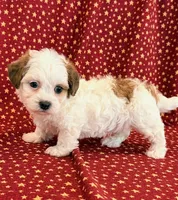 Diego, a male Shihpoo for sale in Hawarden, IA – 6 of 10