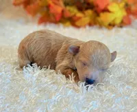 TinkerBell, a female Poodle - Toy  and Poodle - Miniature  for sale in Hawarden, IA – 3 of 8