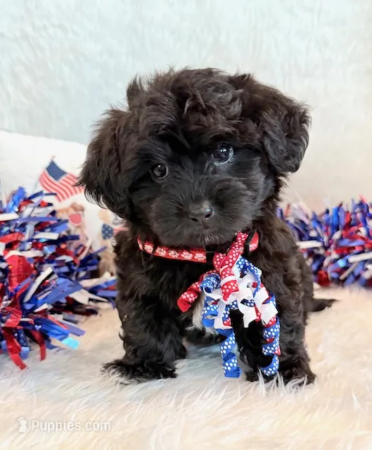 Dunkin – Shihpoo puppy for sale in Hawarden, IA