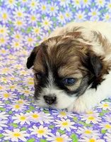 Fancy, a female Shihpoo for sale in Hawarden, IA – 6 of 7