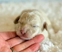 Annabell, a female Cockapoo for sale in Hawarden, IA – Photo 2 of 9