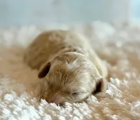 Annabell, a female Cockapoo for sale in Hawarden, IA – Photo 4 of 9