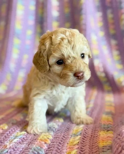 Annabell – Cockapoo puppy for sale in Hawarden, IA