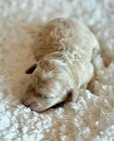 Annabell, a female Cockapoo for sale in Hawarden, IA – Photo 3 of 9