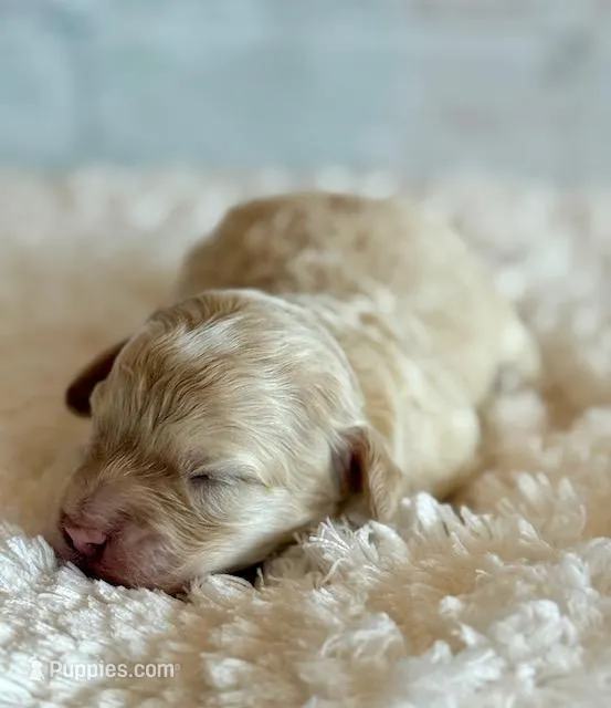 Annabell – Cockapoo puppy for sale in Hawarden, IA