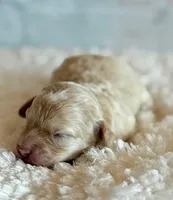 Annabell, a female Cockapoo for sale in Hawarden, IA – Photo 1 of 9