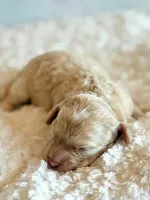 Annabell, a female Cockapoo for sale in Hawarden, IA – Photo 8 of 9