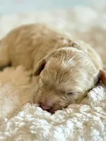 Annabell, a female Cockapoo for sale in Hawarden, IA – Photo 9 of 9