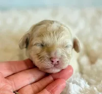 Annabell, a female Cockapoo for sale in Hawarden, IA – Photo 5 of 9