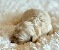 Annabell, a female Cockapoo for sale in Hawarden, IA – Photo 6 of 9