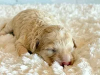 Annabell, a female Cockapoo for sale in Hawarden, IA – Photo 7 of 9