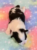 Sidney, a male Mal Shi for sale in Hawarden, IA – 8 of 9